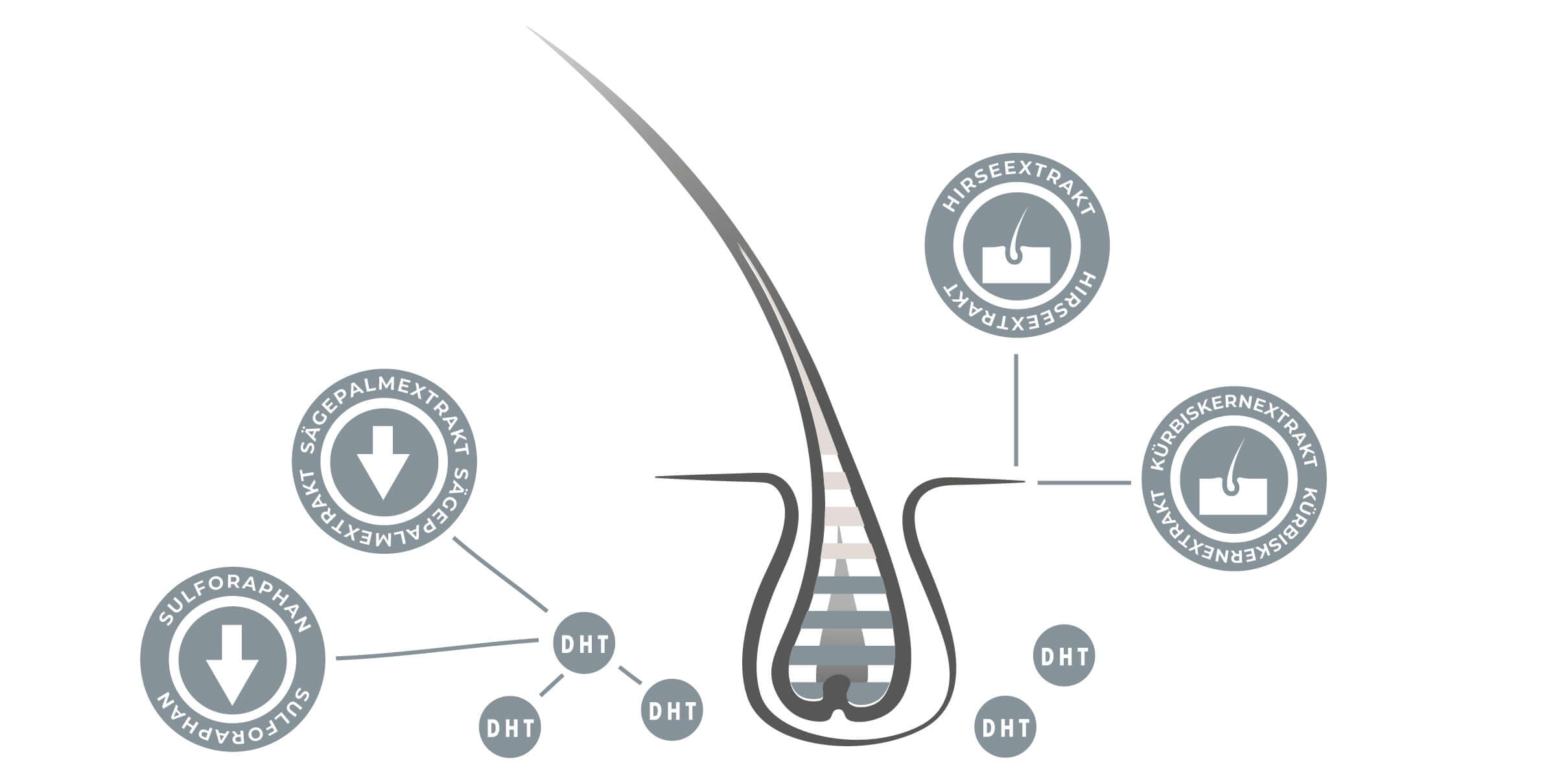DHT und Haarausfall: Ein tieferer Einblick und natürliche Unterstützungsmöglichkeiten