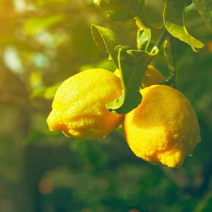 Vitamine für Haut und Haare – Beauty-Ratgeber
